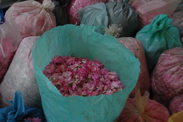 Bulgaria: Kazan Lak e la festa per la raccolta delle rose